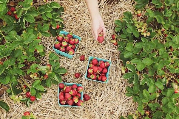 Comment reconnaître facilement les produits bio ?